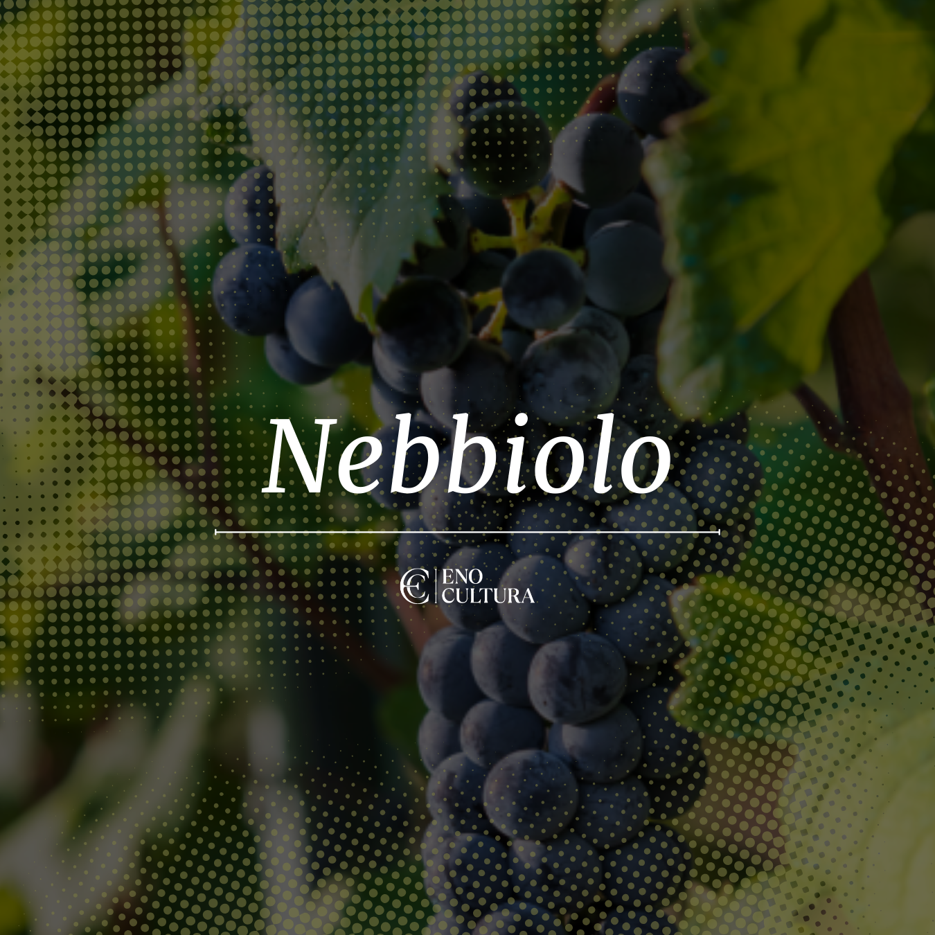 Nebbiolo | Curso Online